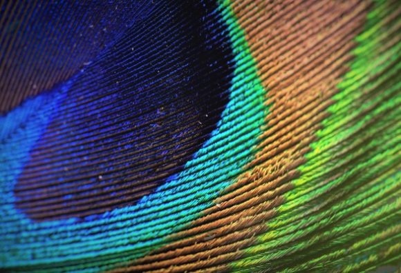 diversity and inclusion of peacock feather colors